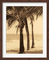 Palm Beach II Fine Art Print