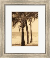 Palm Beach II Fine Art Print