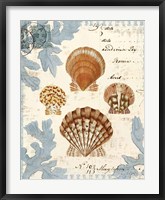 Seashell Collection I Fine Art Print