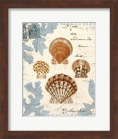 Seashell Collection I Fine Art Print