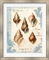 Seashell Collection II Fine Art Print