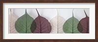 Leafy Address Fine Art Print