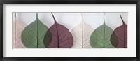 Leafy Address Fine Art Print