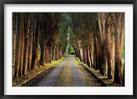 Tree Tunnel Fine Art Print