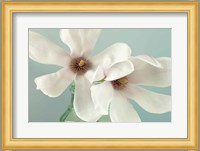 Magnolias Fine Art Print