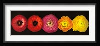 Ranunculus Fine Art Print