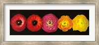 Ranunculus Fine Art Print