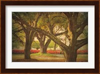 Three Oaks and Azaleas Fine Art Print