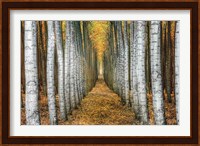 Tree Farm Fine Art Print