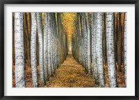 Tree Farm Fine Art Print