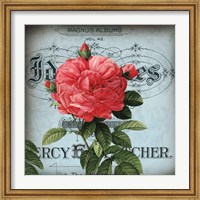 Petite Rose I Fine Art Print