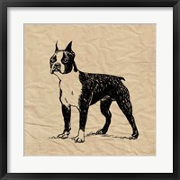 Boston Terrier Fine Art Print