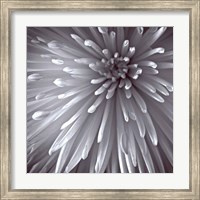 Natural Designs II Fine Art Print