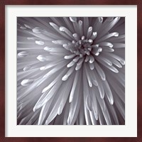 Natural Designs II Fine Art Print