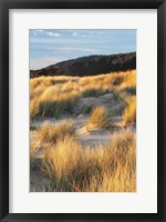 Dune Grass Qnd Beach III Fine Art Print