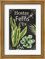 Hostas and Ferns Fine Art Print