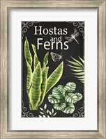 Hostas and Ferns Fine Art Print