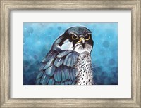 Falcon Fine Art Print