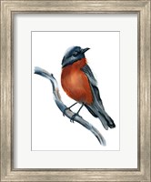 Robin Fine Art Print