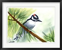 Woodpecker II Fine Art Print