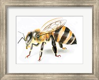 Bee II Fine Art Print