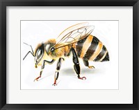 Bee II Fine Art Print
