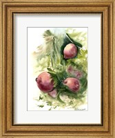 Pomegranate Fine Art Print