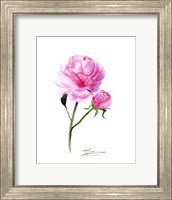 Pink Flowers V Fine Art Print
