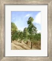 Apple Trees Fine Art Print