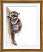 Raccoon II Fine Art Print