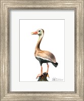 Duck Fine Art Print