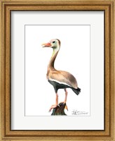 Duck Fine Art Print