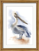 Pelican IV Fine Art Print