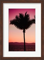 Pink Palm Fine Art Print