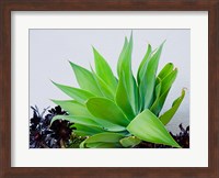 Succulent I Fine Art Print