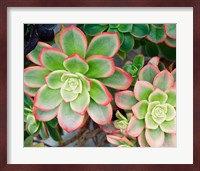 Succulent II Fine Art Print