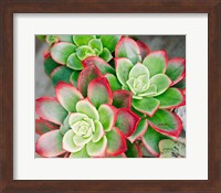 Succulent III Fine Art Print