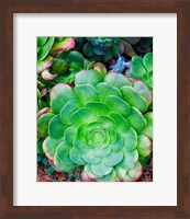 Succulent IV Fine Art Print