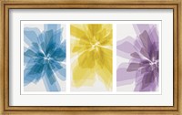 Three X-Ray Flowers Fine Art Print