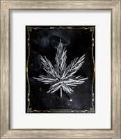 Carpe Cannabis Fine Art Print