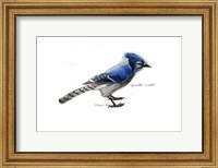 Blue Jay Fine Art Print