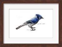 Blue Jay Fine Art Print