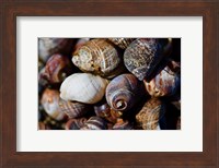 Shells Fine Art Print