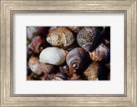 Shells Fine Art Print