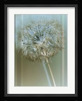 Flaura I Fine Art Print