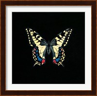 Butterfly on Black Fine Art Print