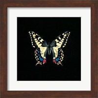 Butterfly on Black Fine Art Print