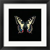 Butterfly on Black Fine Art Print