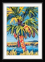 Pine Island Palm Fine Art Print
