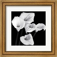 Harmony Fine Art Print